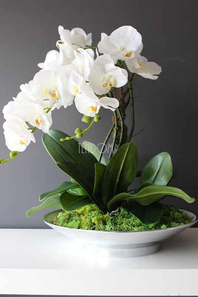 Kreona biały storczyk w biało-srebrnej donicy, wys.55cm