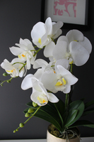 storczyk Golden Day w złotej donicy wys.55cm