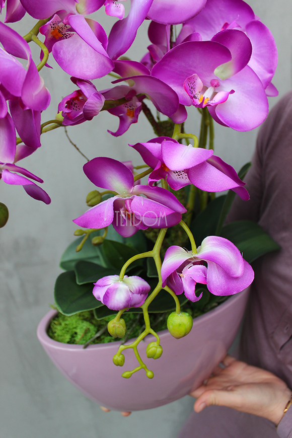 Ballano storczyk w różowej podłużnej donicy, wys.50cm