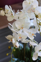 elegancki kremowy storczyk w donicy, Melissa, wys.66cm 