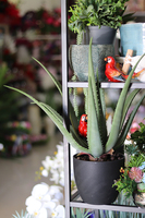 wieczny aloes doniczkowy, sztuczna roślina / sukulent, wys.54cm