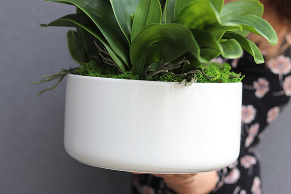 Menato, storczyk w białej donicy, wys.67cm