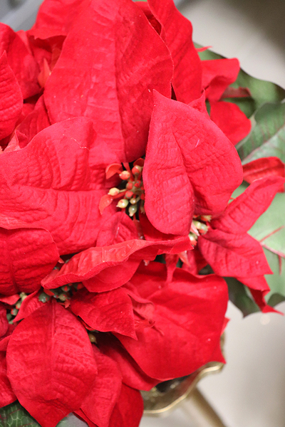 Gwiazda Betlejemska Anya, świąteczna kompozycja z poisencji, wym.35x61cm