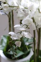 Fiberglass Grande Simple White, efektowny storczyk w białej donicy z fiberglass, wys.118cm 