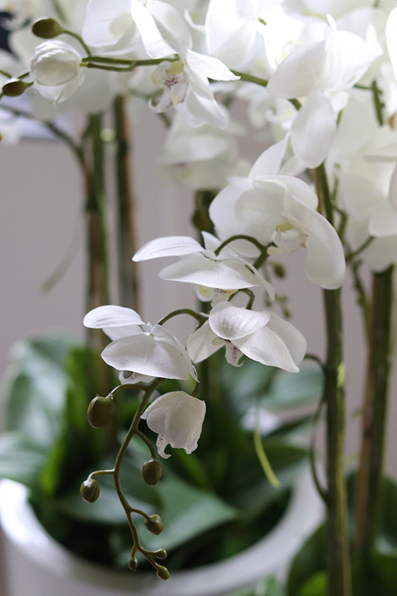 Fiberglass Grande Simple White, efektowny storczyk w białej donicy z fiberglass, wys.118cm 