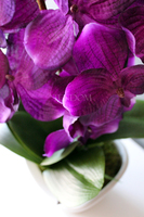 ładny storczyk sztuczny Silver Violet, wys.63cm 