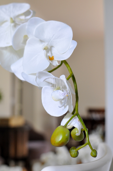 storczyk Marocco w ceramicznej, białej donicy wys.54cm