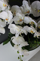 Kreona biały storczyk w biało-srebrnej donicy, wys.55cm