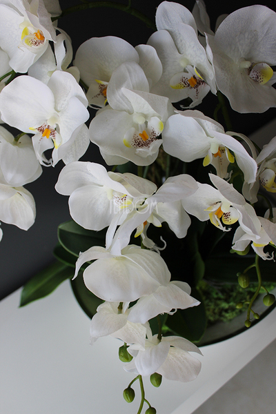 Kreona biały storczyk w biało-srebrnej donicy, wys.55cm