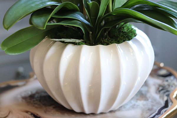 elegancki kremowy storczyk w donicy, Melissa, wys.66cm 