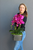 Debora Fuksja 2, storczyk w srebrnej ceramicznej donicy glamour, wys.58cm