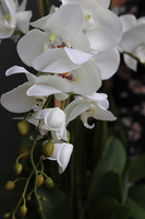 Menato, storczyk w białej donicy, wys.67cm