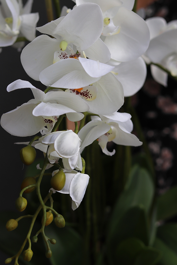 Menato, storczyk w białej donicy, wys.67cm