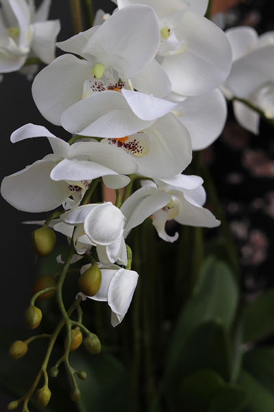 Menato, storczyk w białej donicy, wys.67cm