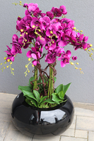 bardzo duży storczyk Grande Belezza Violet, wys.95cm 