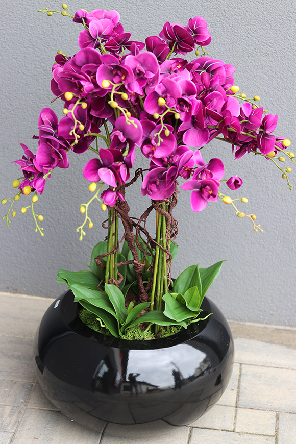 bardzo duży storczyk Grande Belezza Violet, wys.95cm 