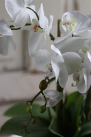 elegancki storczyk Laos Beige w beżowej donicy, wys.48cm