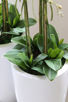 Fiberglass Grande Simple White, efektowny storczyk w białej donicy z fiberglass, wys.118cm 