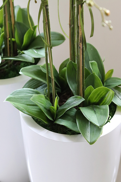 Fiberglass Grande Simple White, efektowny storczyk w białej donicy z fiberglass, wys.118cm 