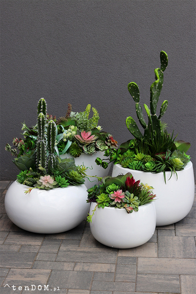 Esperanza Cacti Fiberglass, sukulenty z kaktusem w białej donicy, wys.70cm