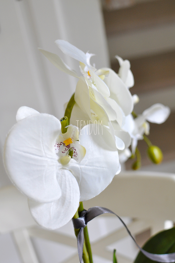 storczyk Marocco w ceramicznej, białej donicy wys.54cm