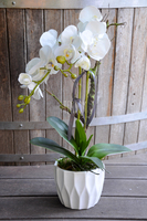 storczyk Design mniejszy w białej donicy, wys.60cm