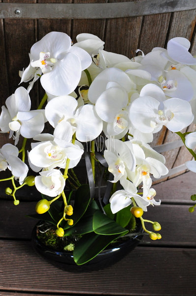 obfity storczyk Black Orchid w donicy, wys.65cm