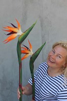 Strelicja w kolorze pomarańczowym, gałązka, 1szt, dł.115cm 