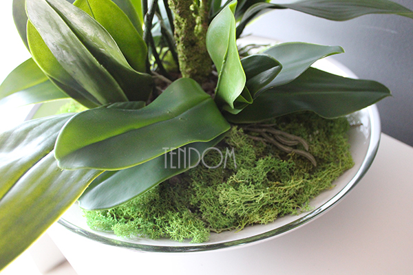 Kreona biały storczyk w biało-srebrnej donicy, wys.55cm