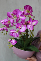 Ballano storczyk w różowej podłużnej donicy, wys.50cm