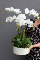 Menato, storczyk w białej donicy, wys.67cm