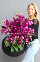 bardzo duży storczyk Grande Belezza Violet, wys.95cm 