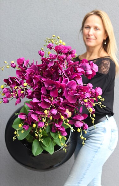 bardzo duży storczyk Grande Belezza Violet, wys.95cm 