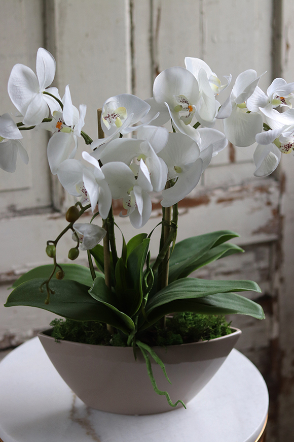 elegancki storczyk Laos Beige w beżowej donicy, wys.48cm