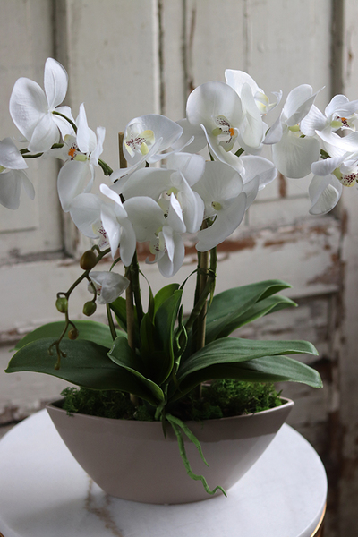 elegancki storczyk Laos Beige w beżowej donicy, wys.48cm