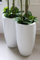 Fiberglass Grande Simple White, efektowny storczyk w białej donicy z fiberglass, wys.118cm 