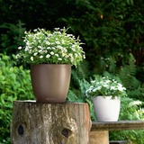 Classico, elegancka donica z nawadnianiem, brązowa, wym.40x43cm