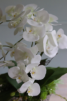 Kellona Cambra, biały storczyk w srebrnej donicy, wys.59cm