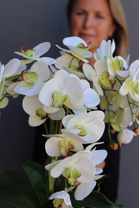 gumowy storczyk w biało - srebrnym pucharze, Terania, wys.50cm