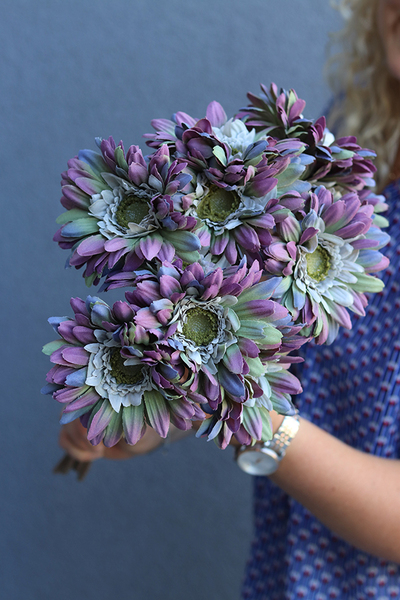 Gerbery Flamenco, bukiet fioletowo-niebieskich kwiatów, dł.51cm