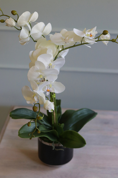 Black Pearl, efektowny storczyk w czarnej donicy, wys.60cm