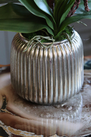 efektowny różowy storczyk w srebrnej donicy, Taona, wys.54cm 