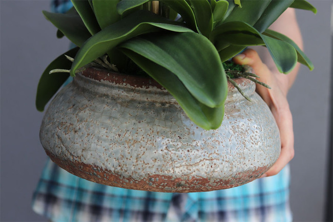 elegancki storczyk w ozdobnej donicy, Verona Largo, wys.57cm