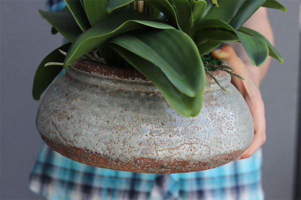 elegancki storczyk w ozdobnej donicy, Verona Largo, wys.57cm