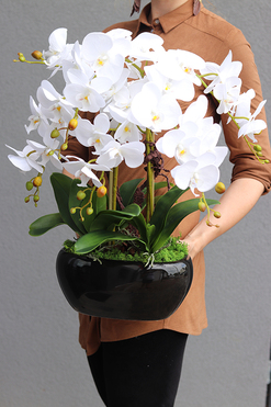 Kresso White, bajeczny storczyk w czarnej donicy, wys.58cm 