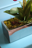 Leo Fuksja, storczyk w Lustrzanej donicy, wys.52cm