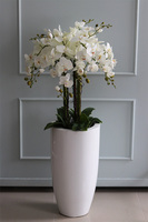 Grande Fiberglass White Extra, efektowny storczyk w białej donicy z fiberglass (połysk), wys.150cm