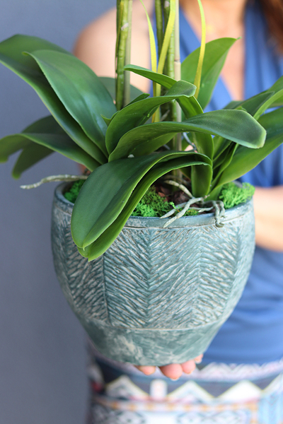 Klenoa, sztuczny storczyk w ceramicznej etno donicy, wys.62cm 