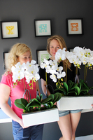 sztuczny storczyk Leo Big, wys.64cm