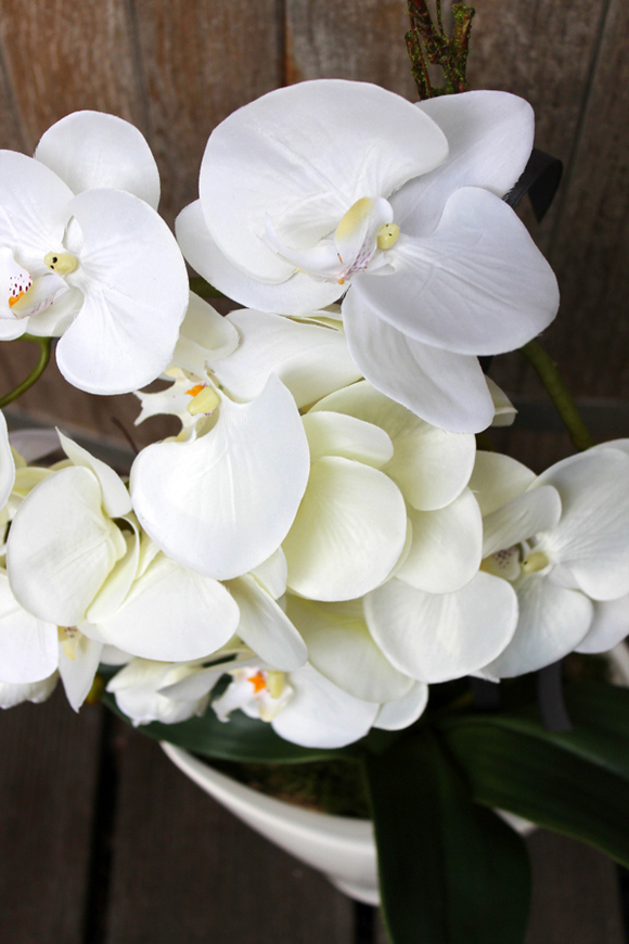 storczyk Castello w eleganckiej, asymetrycznej donicy, wys.58cm